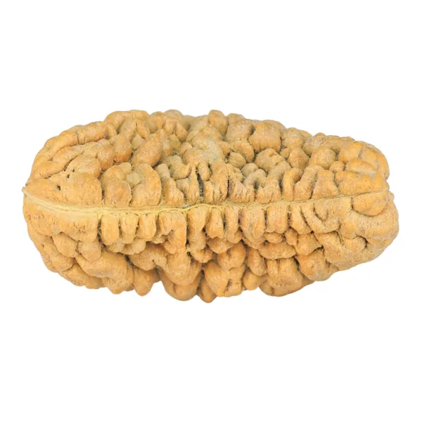 1 Mukhi Rudraksha 34.8mm 6.38gm - Rudraksha back