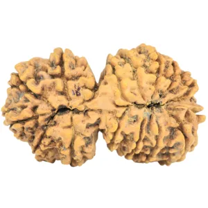 16 Mukhi Gaurishankar 39mm 7.4gm - Rudraksha back