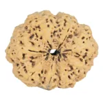 8 Mukhi Rudraksha 35.7mm 7.74gm - Rudraksha back