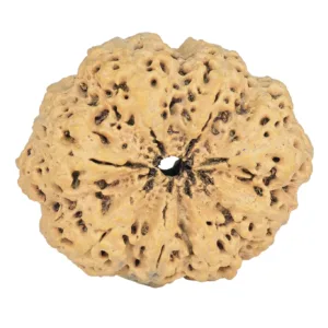 8 Mukhi Rudraksha 35.7mm 7.74gm - Rudraksha back