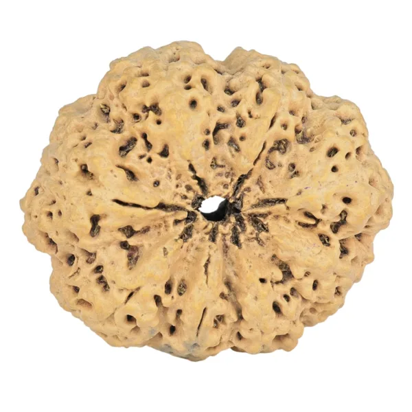 8 Mukhi Rudraksha 35.7mm 7.74gm - Rudraksha back