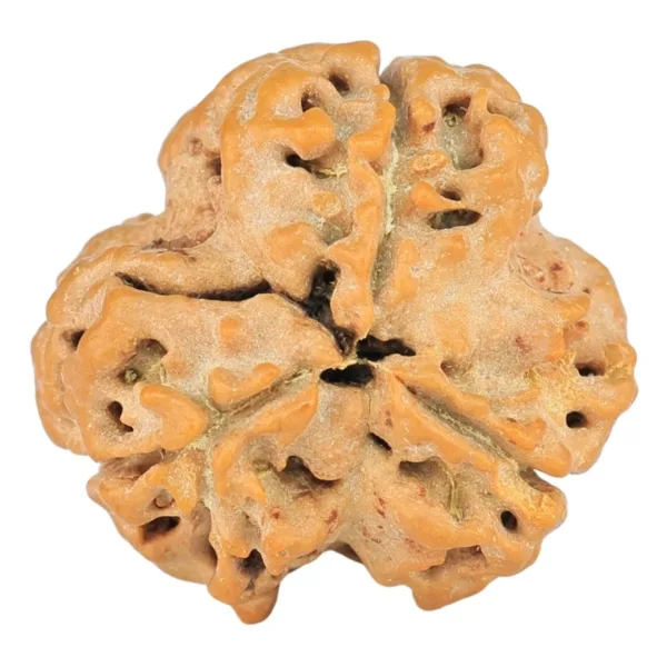3 Mukhi Rudraksha 20mm 2.42gm - Rudraksha back