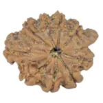 Sawar/Ganesh (8+1) 22mm 2.66gm - Rudraksha back