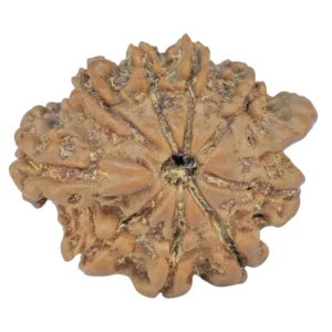 Sawar/Ganesh (8+1) 22mm 2.66gm - Rudraksha back