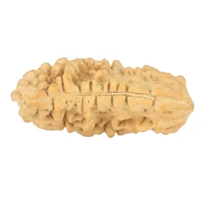 1 Mukhi Rudraksha 34.6mm 5gm - Origin: South India - Rudraksha back
