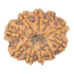 10 Mukhi Rudraksha 32.2mm 8.27gm - Rudraksha back