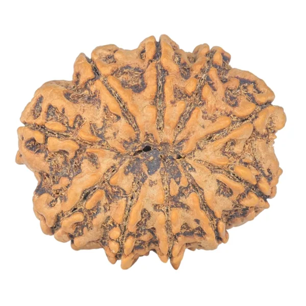 10 Mukhi Rudraksha 32.2mm 8.27gm - Rudraksha back