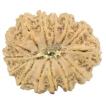 14 Mukhi Rudraksha 28.7mm 4.9gm - Rudraksha back
