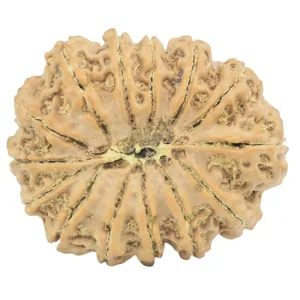 14 Mukhi Rudraksha 28.7mm 4.9gm - Rudraksha back