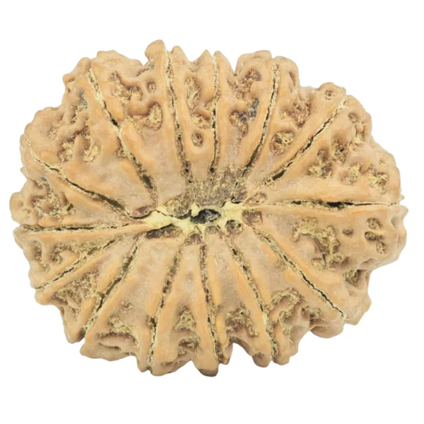 14 Mukhi Rudraksha 28.7mm 4.9gm - Rudraksha back