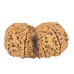 10 Mk Gaurishankar 37mm 5.59gm - Rudraksha back