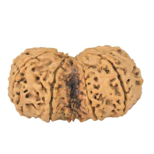 10 Mk Gaurishankar 37mm 5.59gm - Rudraksha back