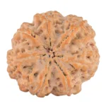 7 Mukhi Rudraksha 29.5mm 8.39gm - Rudraksha back