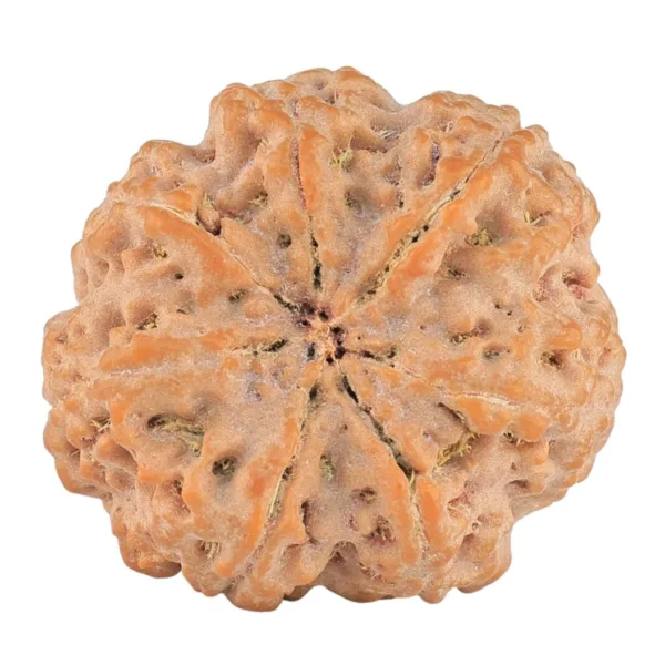 7 Mukhi Rudraksha 29.5mm 8.39gm - Rudraksha back