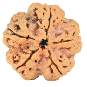 5 Mukhi Rudraksha 30.3mm 8.87gm - Rudraksha back