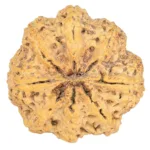 8 Mukhi Rudraksha 31.6mm 7.94gm - Origin: Nepal - Rudraksha back