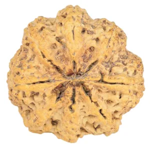 8 Mukhi Rudraksha 31.6mm 7.94gm - Origin: Nepal - Rudraksha back
