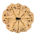 8 Mukhi Rudraksha 29.4mm 5.45gm - Rudraksha back
