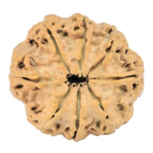 8 Mukhi Rudraksha 29.4mm 5.45gm - Rudraksha back