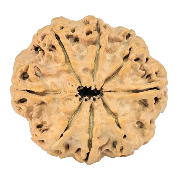 8 Mukhi Rudraksha 29.4mm 5.45gm - Rudraksha back