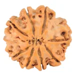 8 Mukhi Ganesh 26.7mm 5.54gm - Rudraksha back
