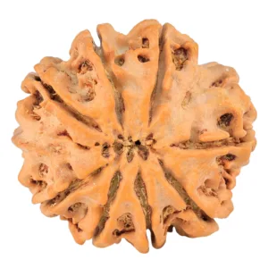 8 Mukhi Ganesh 26.7mm 5.54gm - Rudraksha back