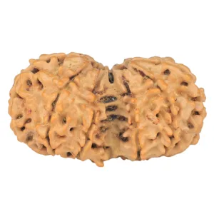 10 Mk Gaurishankar 40.2mm 7.63gm - Rudraksha back