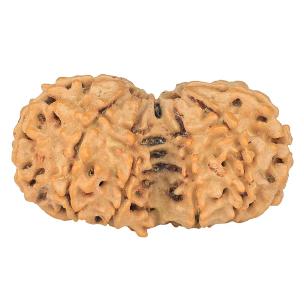 10 Mk Gaurishankar 40.2mm 7.63gm - Rudraksha back