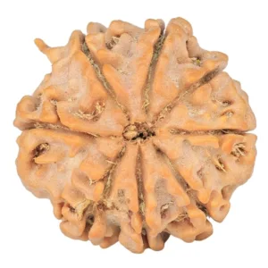 8 Mukhi Ganesh 23.6mm 4.79gm - Rudraksha back