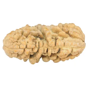 1 Mukhi Rudraksha 35.6mm 6.15gm - Rudraksha back