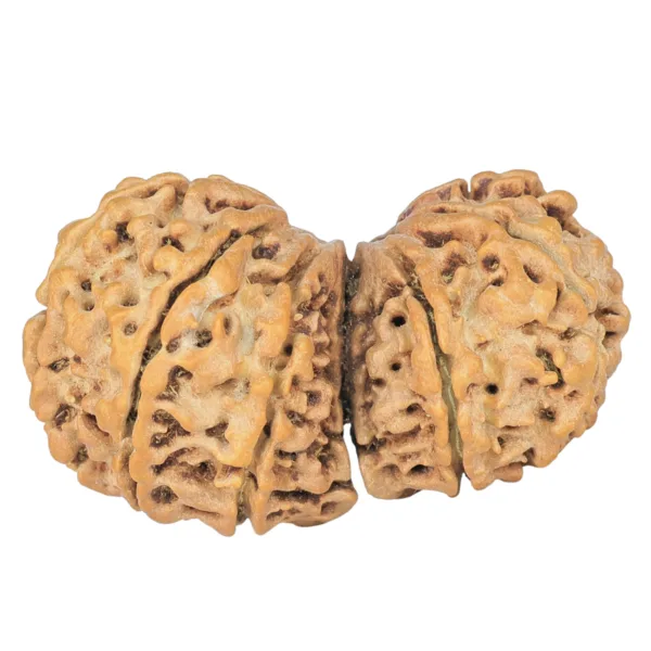 11 MK Gaurishankar 36.1mm 4.82gm - Rudraksha back