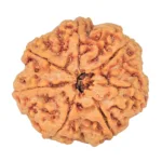 7 Mukhi Rudraksha 26.8mm 6.71gm - Rudraksha back