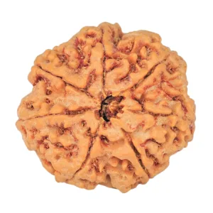 7 Mukhi Rudraksha 26.8mm 6.71gm - Rudraksha back