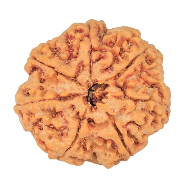 7 Mukhi Rudraksha 26.8mm 6.71gm - Rudraksha back