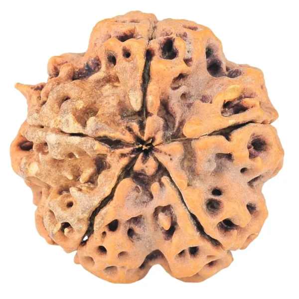5 Mukhi Rudraksha 30.2mm 8gm - Rudraksha back