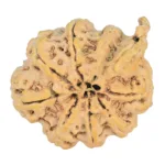 8 Mukhi Ganesh 31.8mm 5.77gm - Rudraksha back