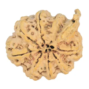8 Mukhi Ganesh 31.8mm 5.77gm - Rudraksha back