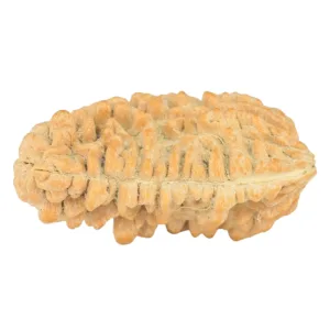 1 Mukhi Rudraksha 32.9mm 5.79gm - Rudraksha back