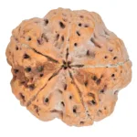5 Mukhi Rudraksha 29.8mm 9.06gm - Rudraksha back