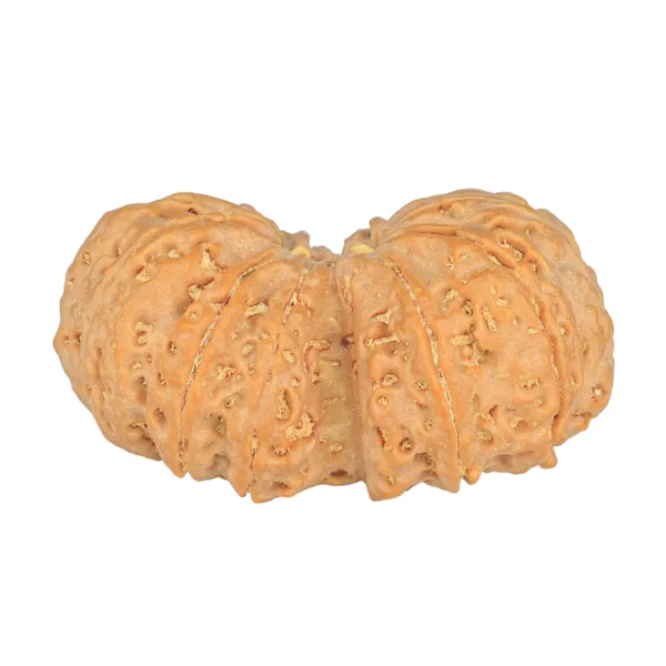 12 MK Gaurishankar 43.3mm 12.51gm - Rudraksha back