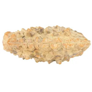 1 Mukhi Rudraksha 33.9mm 3.41gm - Rudraksha back