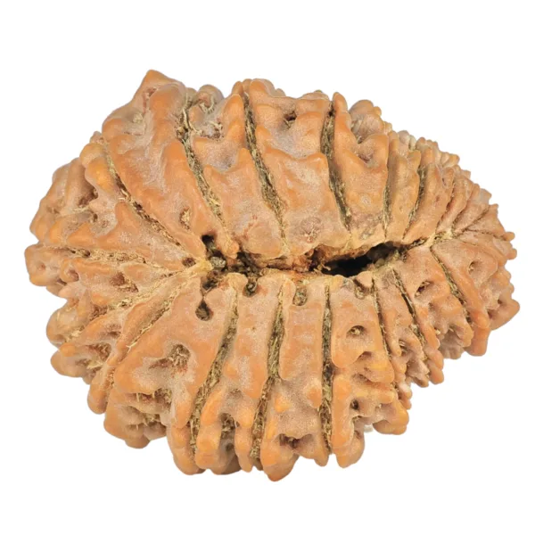20 Mukhi Rudraksha 29.9mm 5.67gm - Rudraksha back