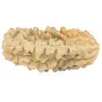 1 Mukhi Rudraksha 35.1mm 4.81gm - Rudraksha back
