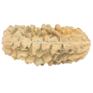 1 Mukhi Rudraksha 35.1mm 4.81gm - Rudraksha back