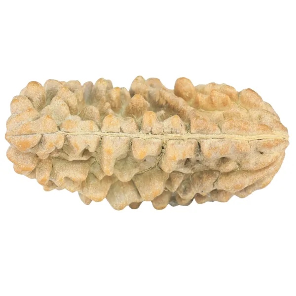 1 Mukhi Rudraksha 35.1mm 4.81gm - Rudraksha back