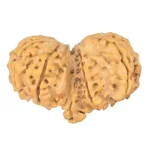 10 Mk Gaurishankar 37.8mm 6.71gm - Rudraksha back