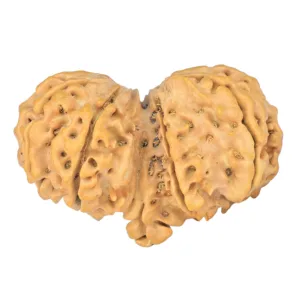 10 Mk Gaurishankar 37.8mm 6.71gm - Rudraksha back