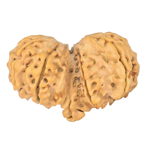10 Mk Gaurishankar 37.8mm 6.71gm - Rudraksha back