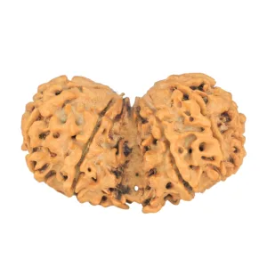 10 Mk Gaurishankar 41mm 8gm - Rudraksha back