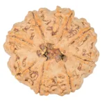 8 Mukhi Rudraksha 29.8mm 8.18gm - Rudraksha back